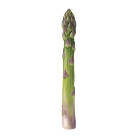 Asperge