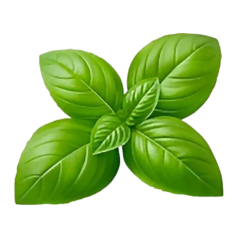 Basil