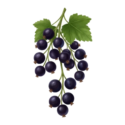 Cassis
