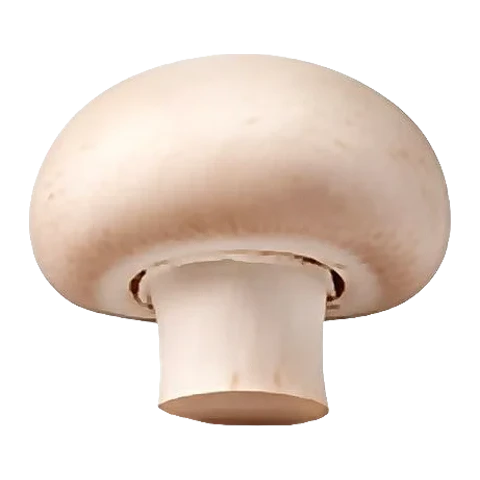 Button mushroom