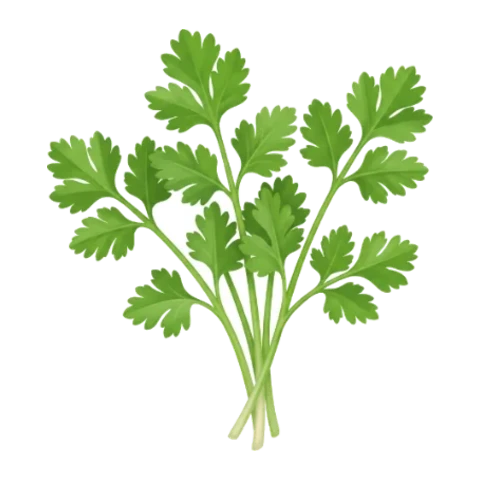 Coriandre