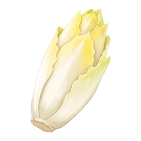 Endive