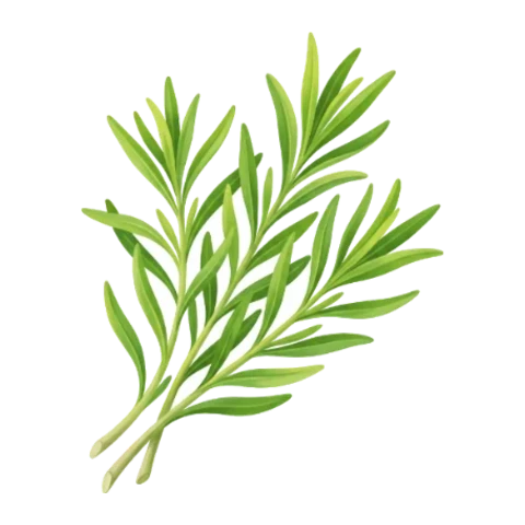 Estragon