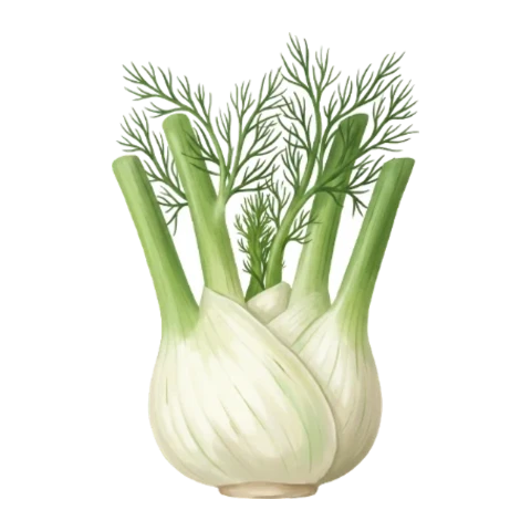 Fenouil