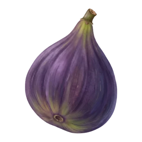Figue