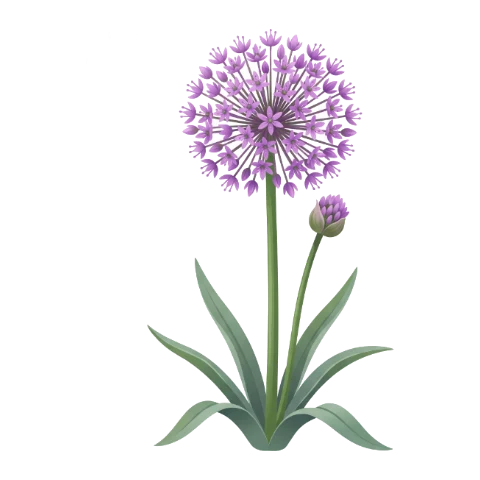 Allium