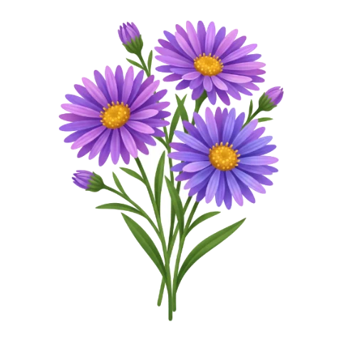 Aster