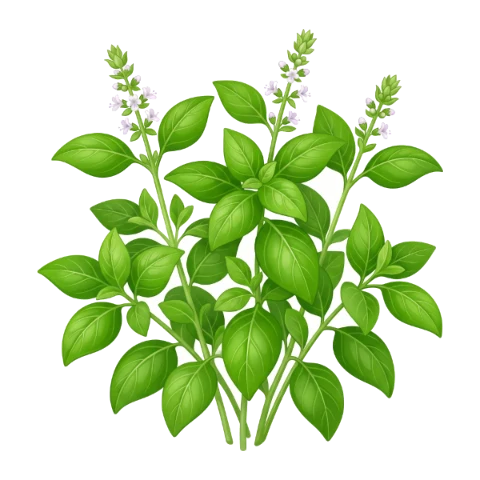 Basilic
