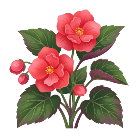 Bégonia
