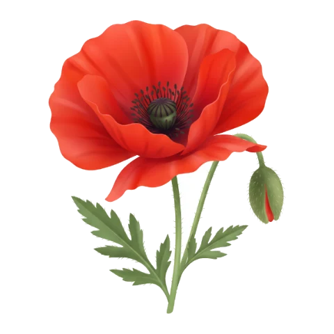 Coquelicot