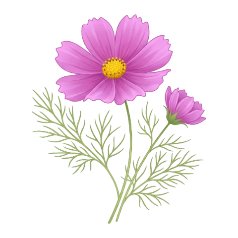 Cosmos