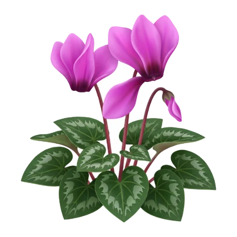 Cyclamen