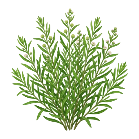 Tarragon