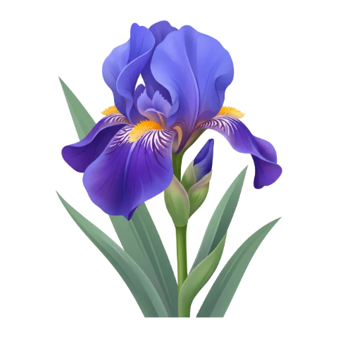 Iris