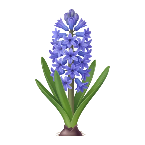 Jacinthe