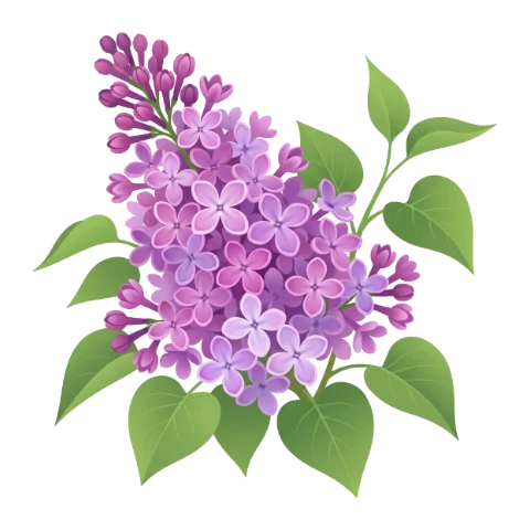 Lilas