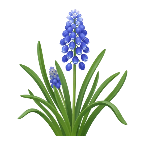 Grape hyacinth