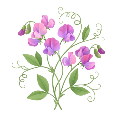 Sweet pea