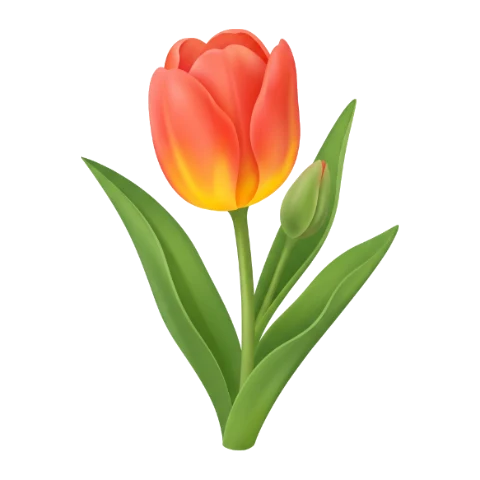 Tulipe