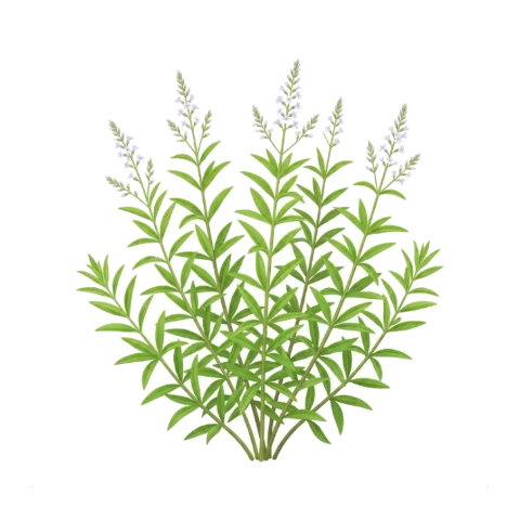 Lemon verbena
