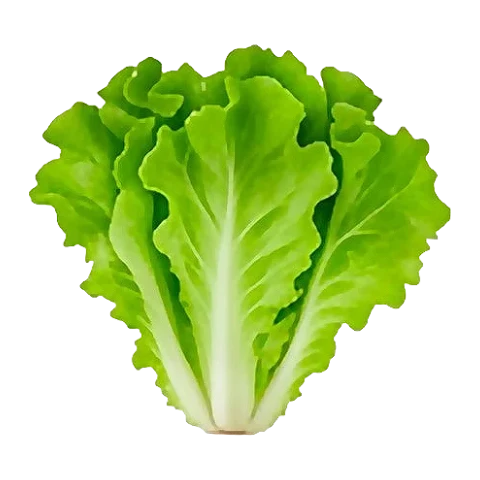 Lettuce
