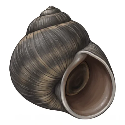 Periwinkle