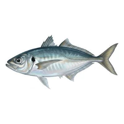 Chinchard