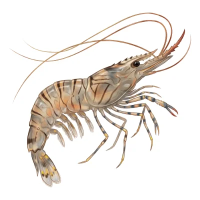 Common prawn