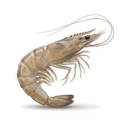 Brown shrimp