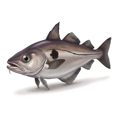 Haddock