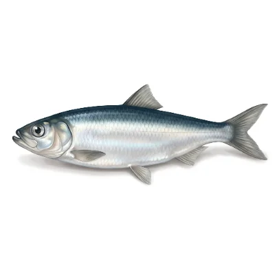 Herring