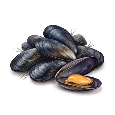Moule de bouchot