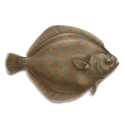 Plie (carrelet)