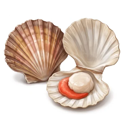 Coquille Saint-Jacques