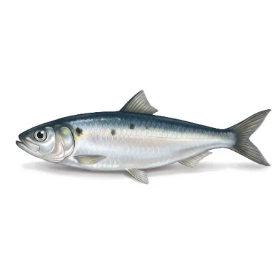Sardine