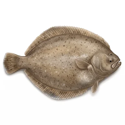 Sole