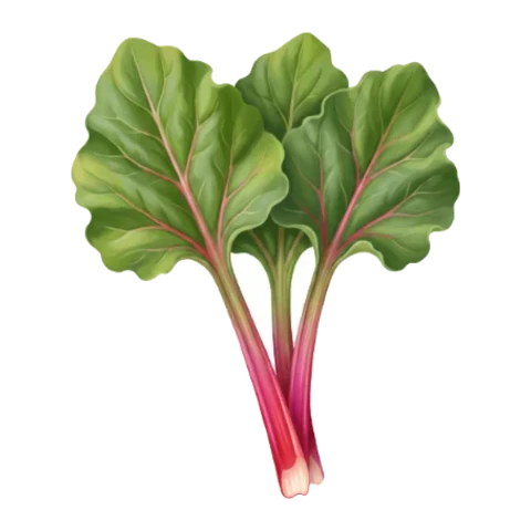 Rhubarbe
