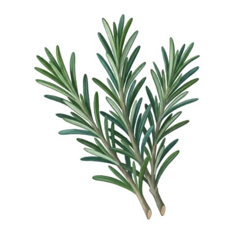 Romarin