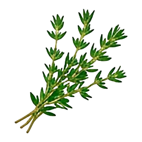 Thyme